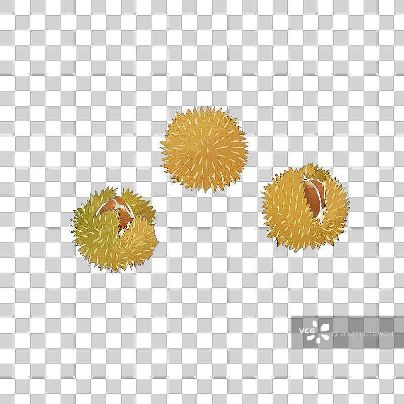 板栗插画图片素材