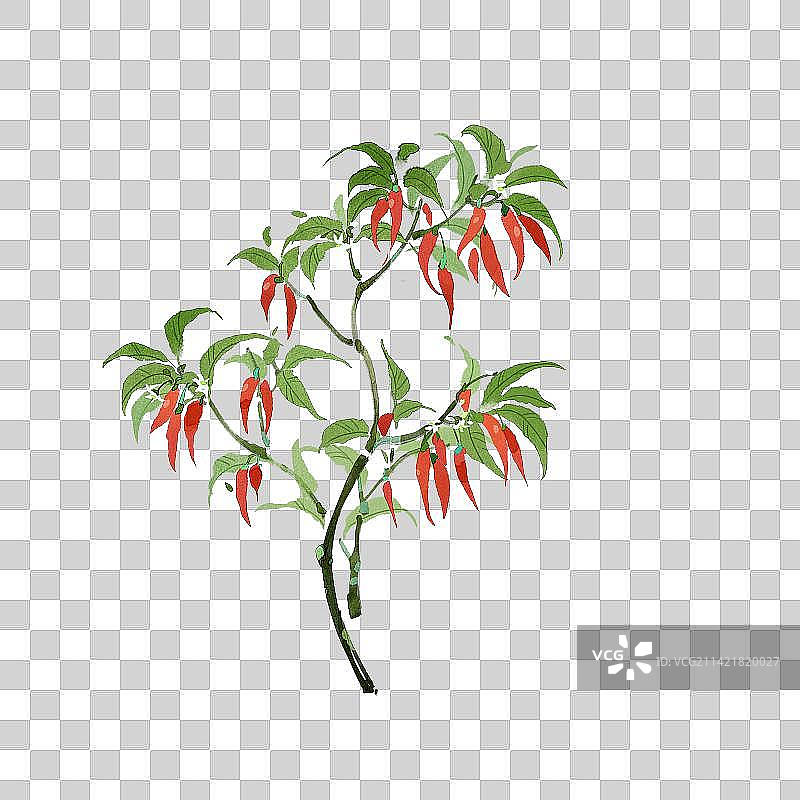 生长的辣椒插画图片素材
