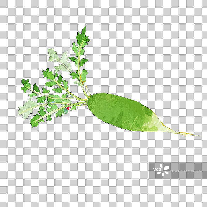 沙窝萝卜插画图片素材