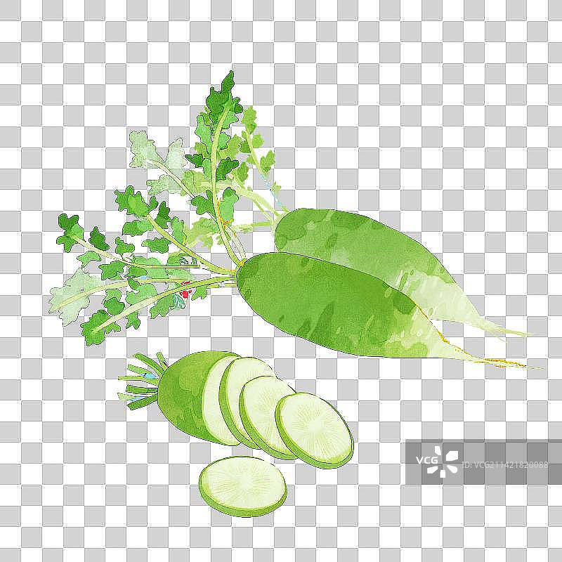 沙窝萝卜插画图片素材