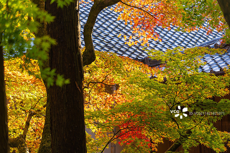 日本京都世界文化遗产西芳寺苔寺图片素材