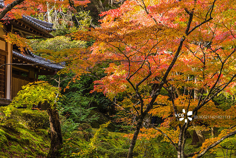 日本京都世界文化遗产西芳寺苔寺图片素材
