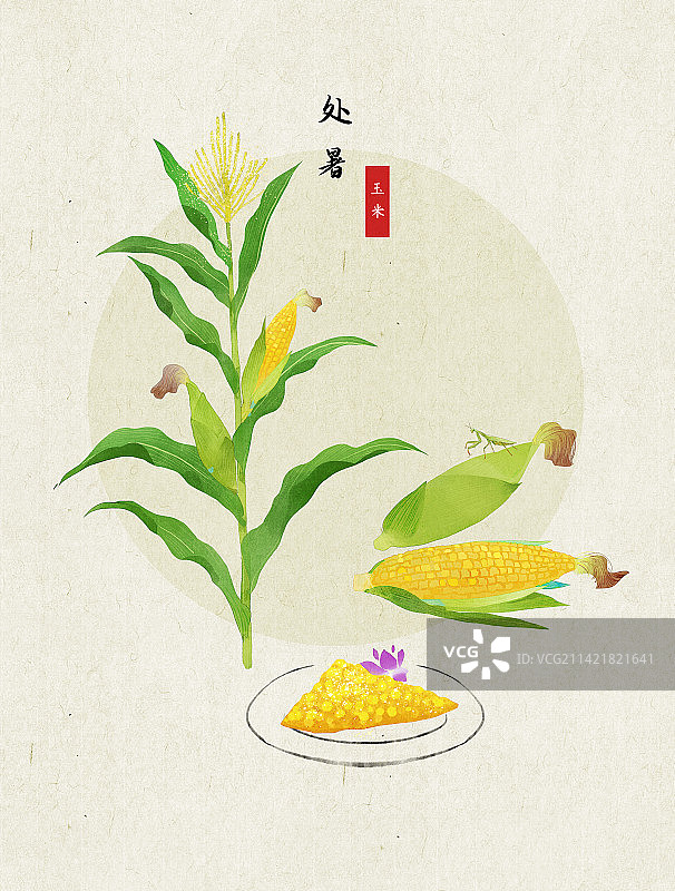 处暑玉米插画图片素材