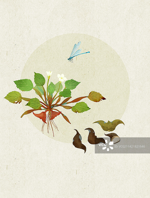 白露菱角插画图片素材