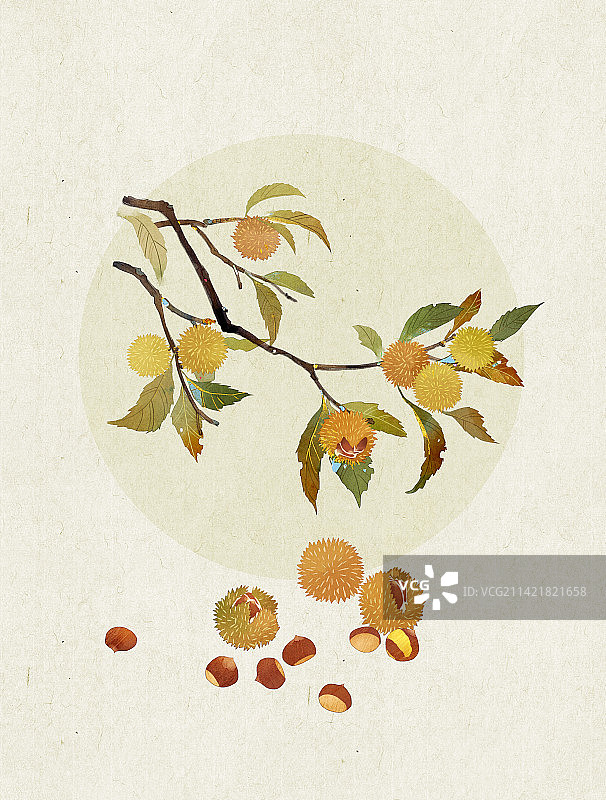 寒露板栗插画图片素材