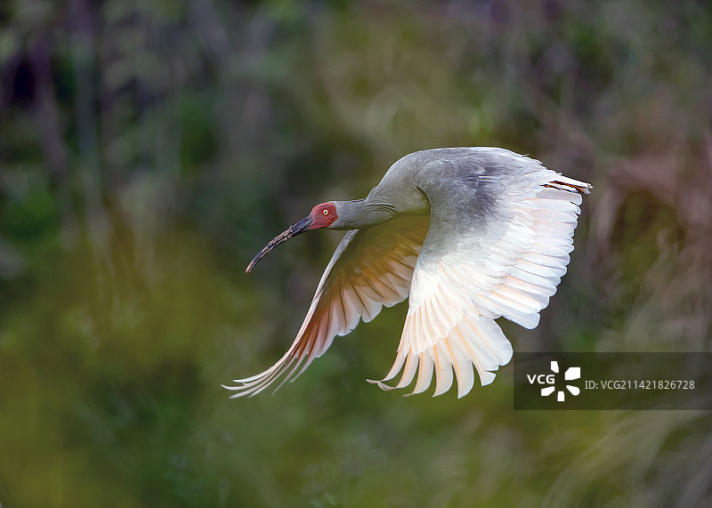 朱鹮空中仙子图片素材