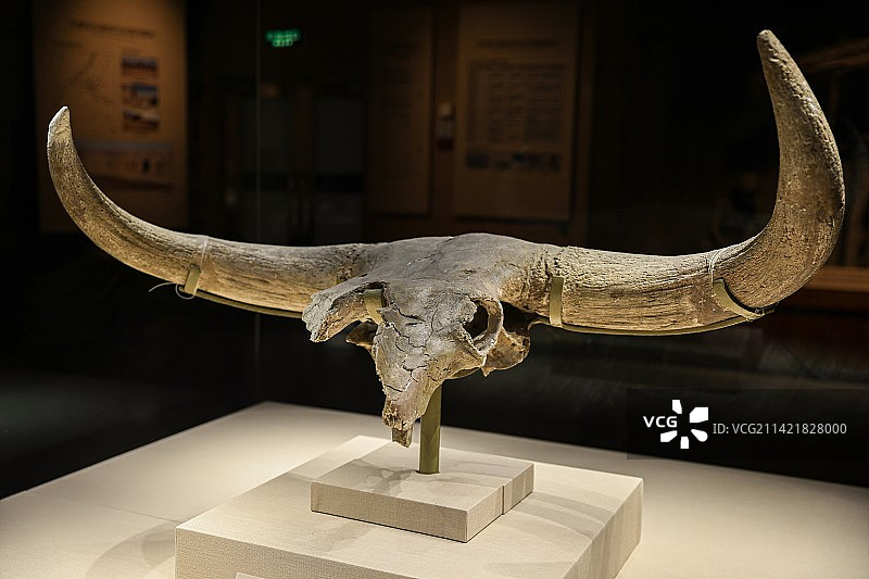 牛头化石图片素材