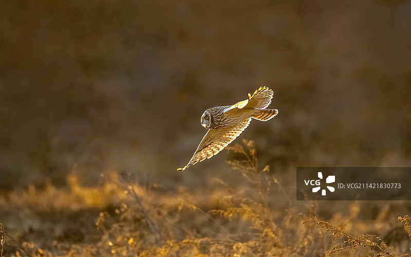 黄昏中飞行寻猎的短耳鸮（猫头鹰）逆光特写图片素材