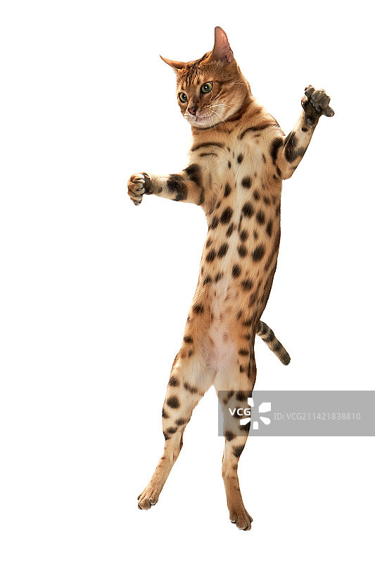 跳跃的孟加拉豹猫 Bengal Cat图片素材