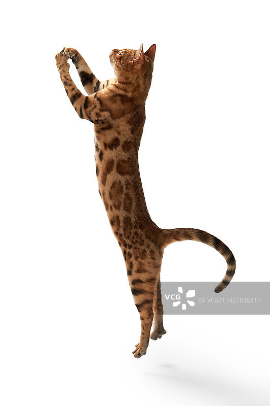 跳跃的孟加拉豹猫 Bengal Cat图片素材
