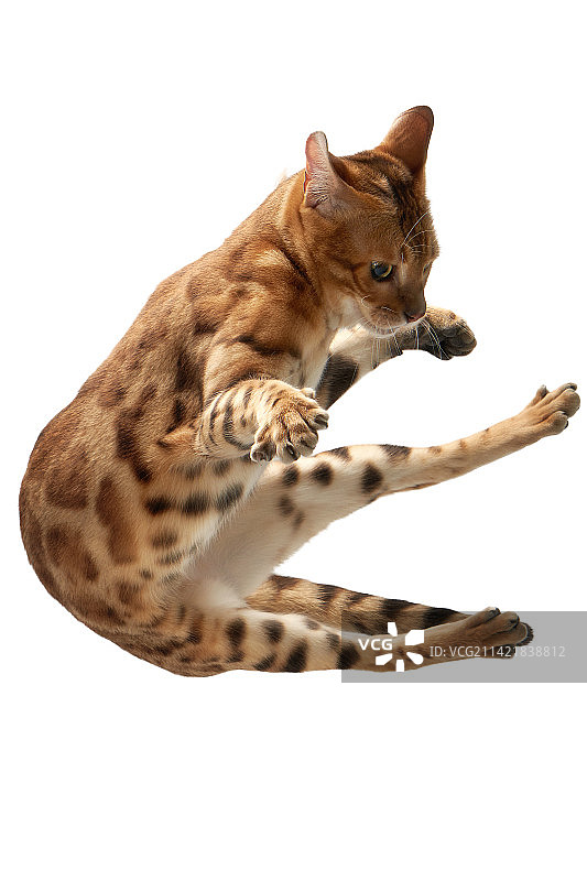 跳跃的孟加拉豹猫 Bengal Cat图片素材