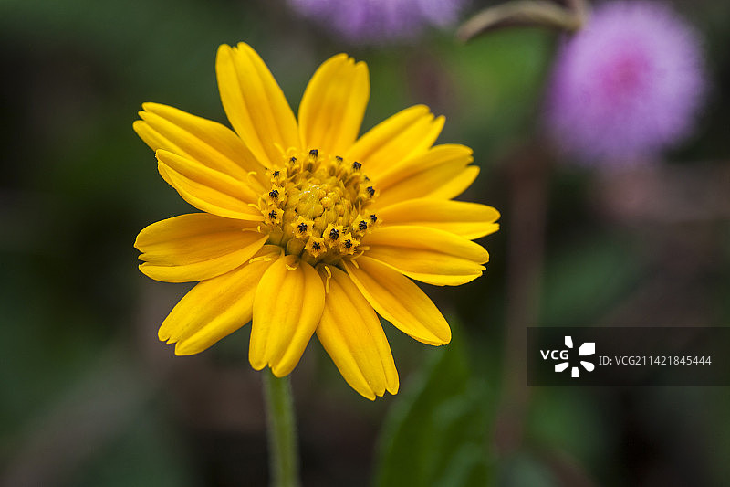 蟛蜞菊图片素材