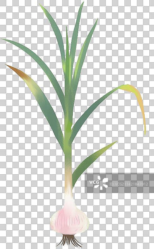蔬菜食物食材佐料配菜大葱大蒜元素插画图片素材