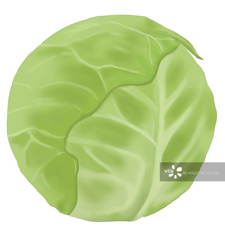 蔬菜卷心菜包菜美食食物食材营养健康元素插画图片素材