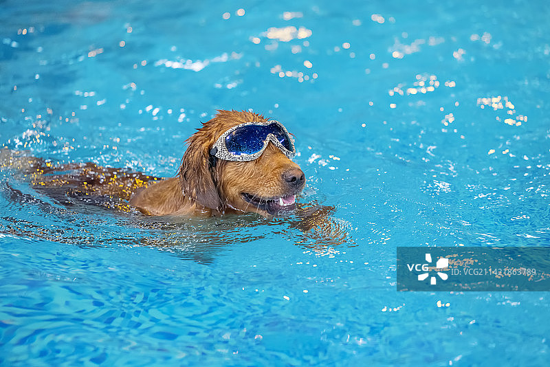 水下的金毛寻回犬图片素材
