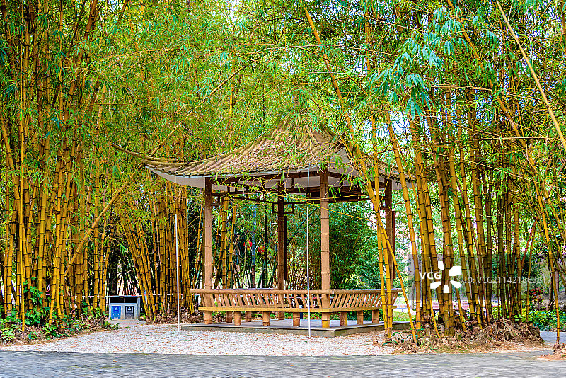 中国广东江门东湖公园竹园图片素材