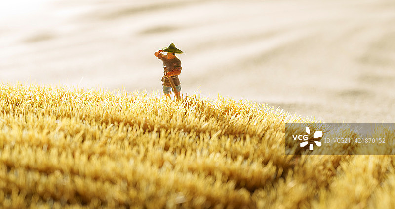 农民在稻田里劳作图片素材