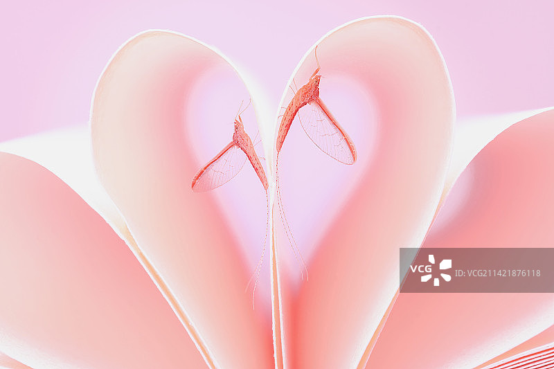 蜉蝣的情人节图片素材