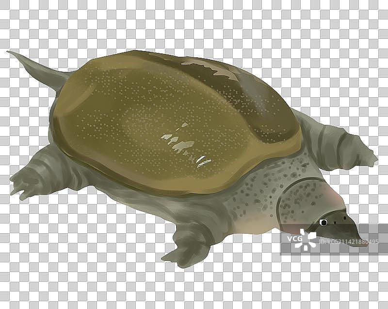 水产品养殖产品野生甲鱼美味食物食材元素插画图片素材