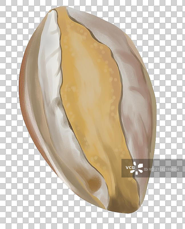 海鲜水产品美食食物食材鲍鱼美味健康营养元素插画图片素材
