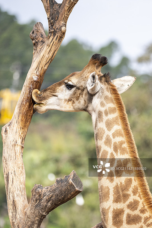 长颈鹿头部特写镜头图片素材