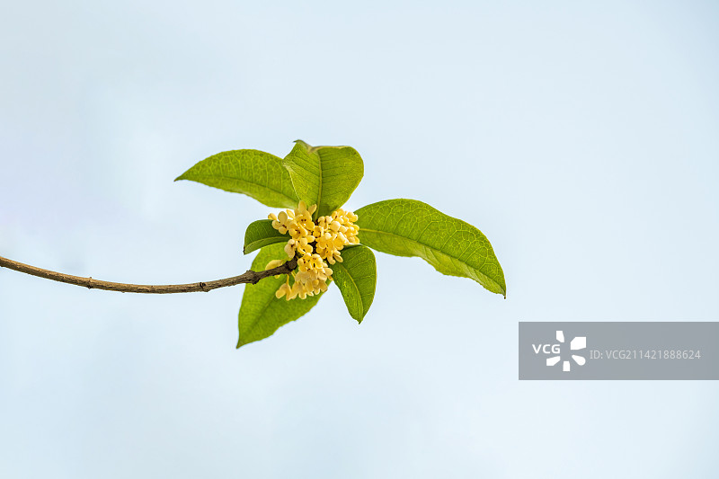 一支桂花图片素材