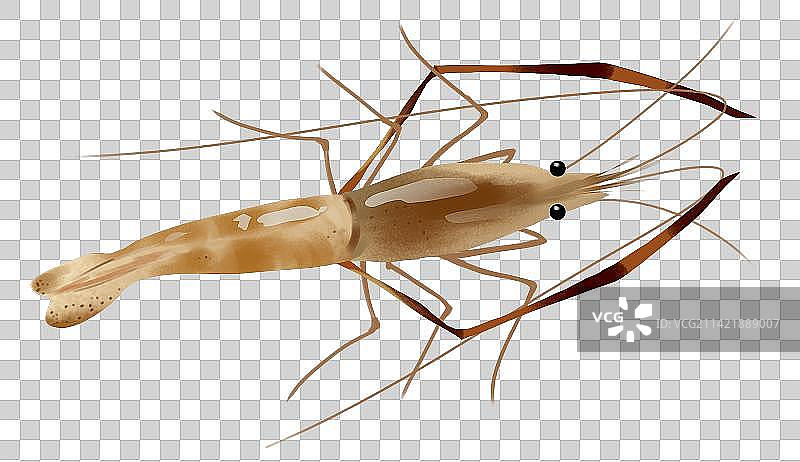 食物食材水产品养殖野生河虾美味虾子元素插画图片素材