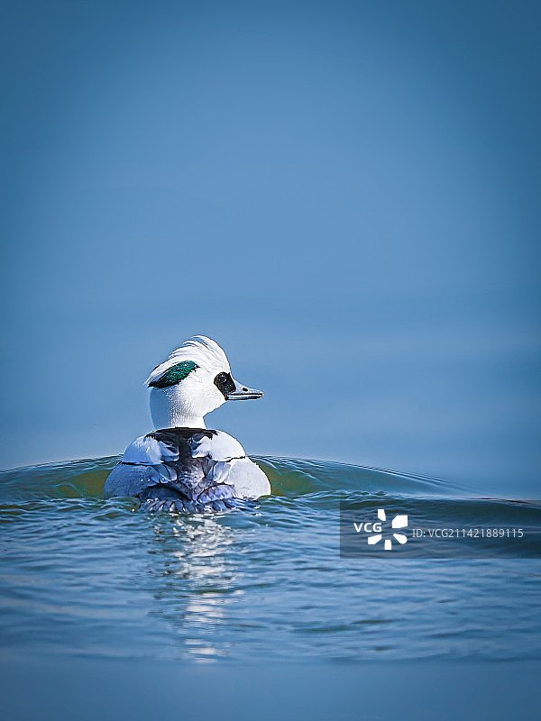 白色秋沙鸭图片素材