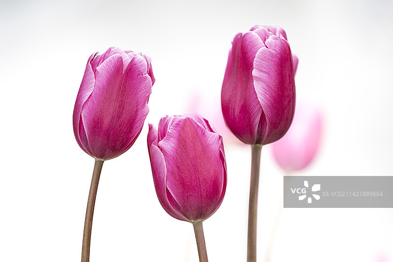 紫红色的郁金香花图片素材