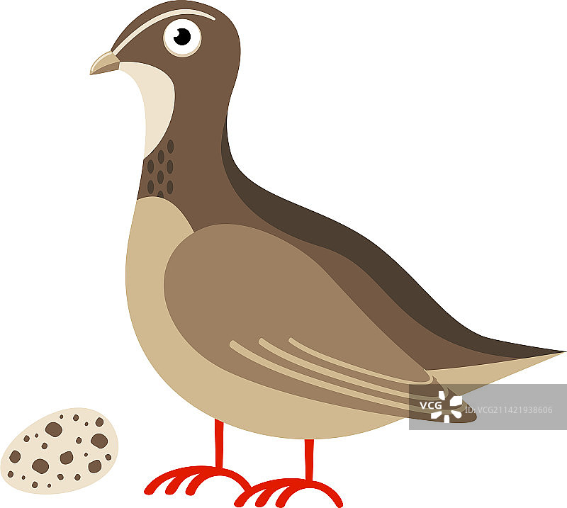 卡通鹌鹑图标和带斑点的蛋图片素材