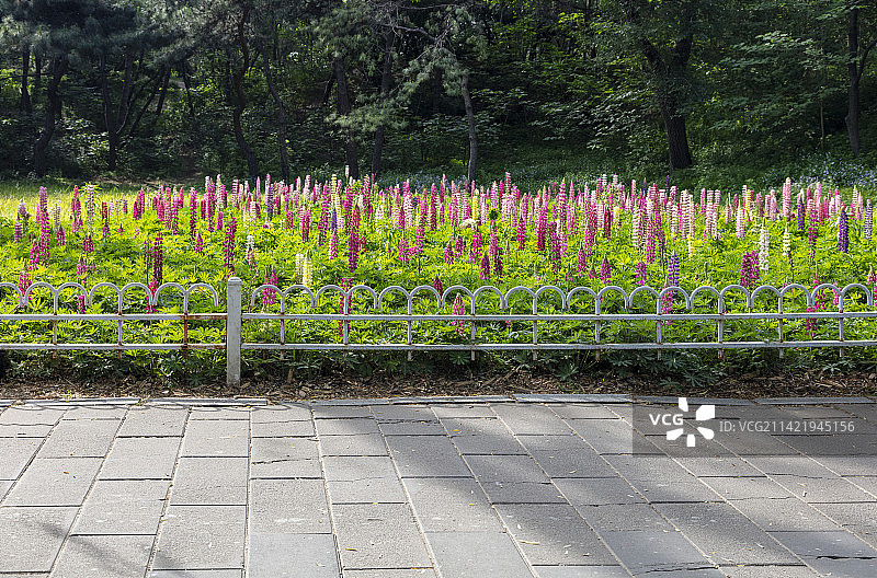 鲁冰花图片素材