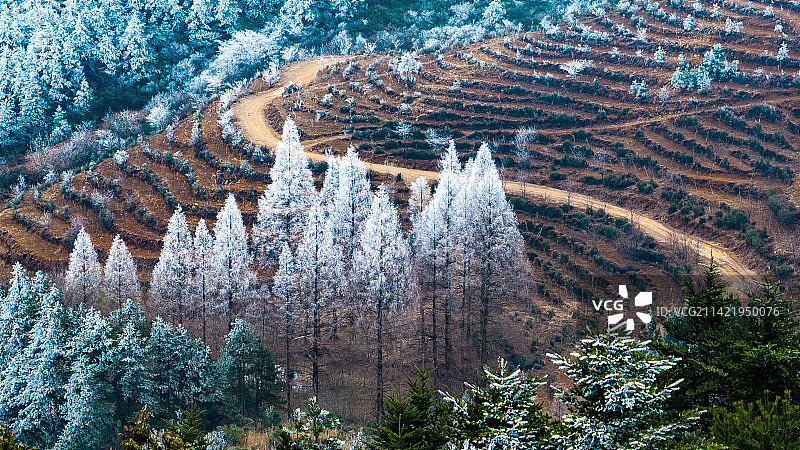 浙江丽水景宁畲族自治县敕木山森林公园雾凇图片图片素材