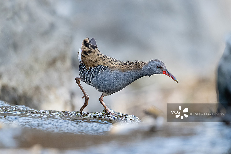 西方秧鸡图片素材