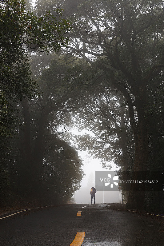 迷雾下的森林道路图片素材