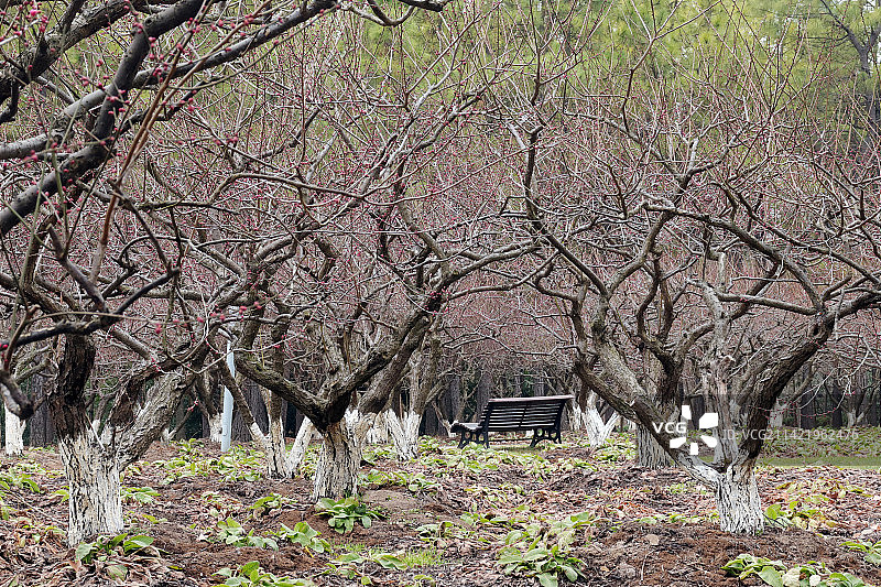 上海世纪公园腊梅花特写图片素材
