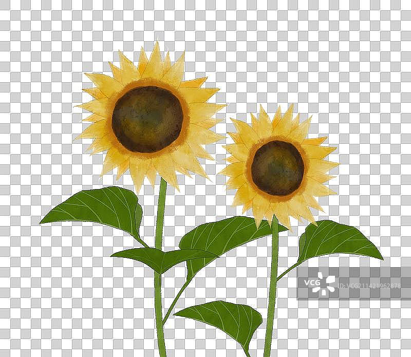 向日葵花朵素材图片素材