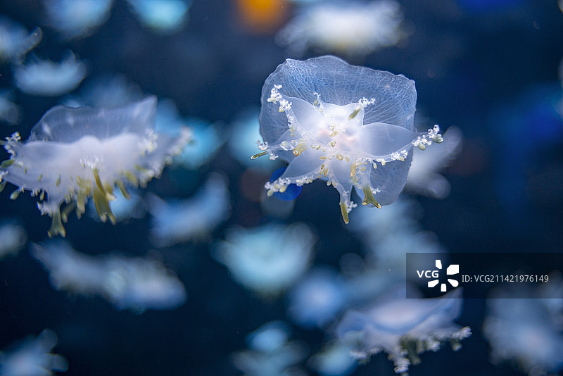 水母特写背景图片素材