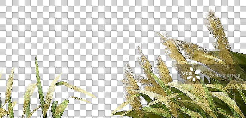 芦苇插画元素图片素材