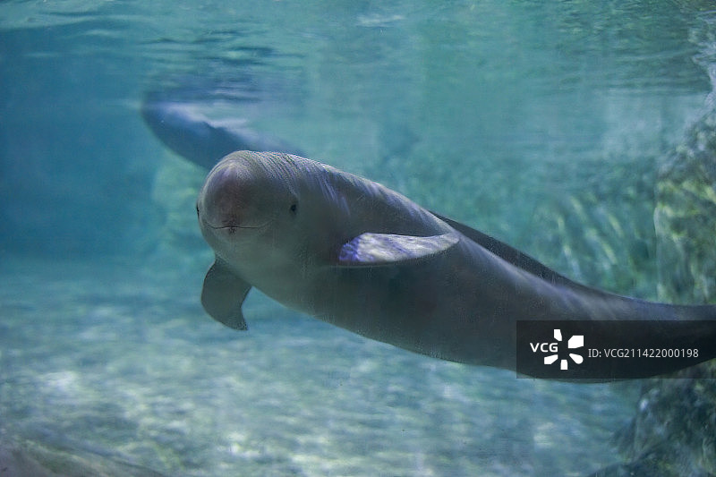 江豚在水下游动打招呼张望好奇图片素材