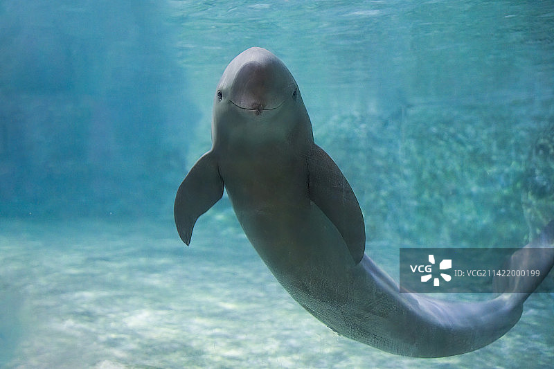 江豚在水下游动打招呼张望好奇图片素材