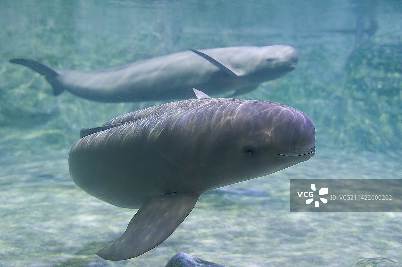 江豚在水下游动打招呼张望好奇图片素材