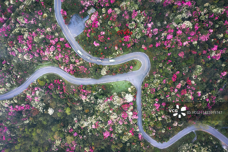 百里杜鹃图片素材