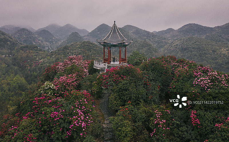 百里杜鹃图片素材