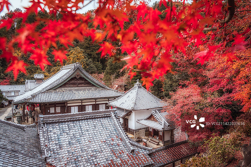 日本京都，神户寺庭院内部，深秋的红叶图片素材