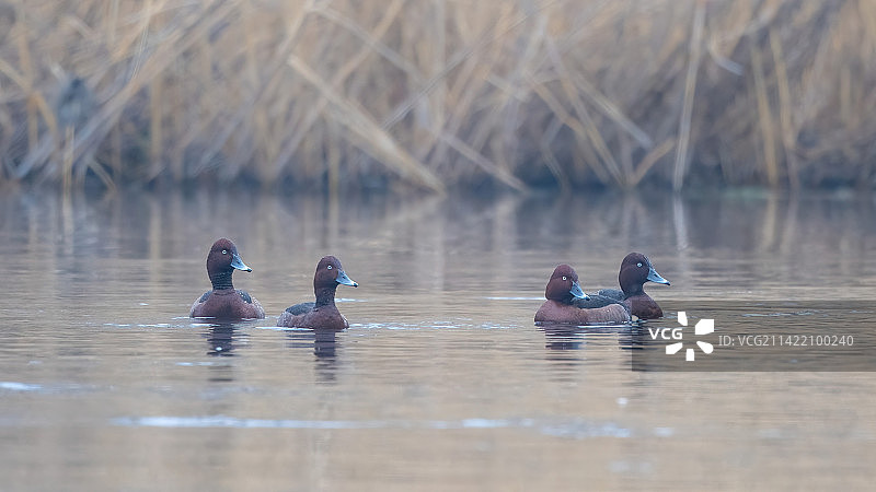四只白眼潜鸭图片素材