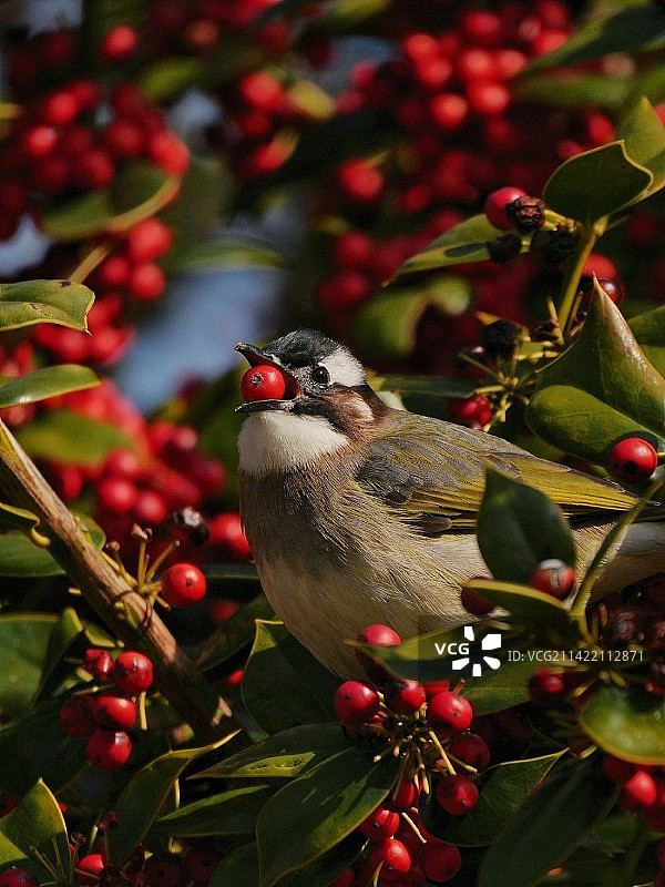 《硕果累累》图片素材
