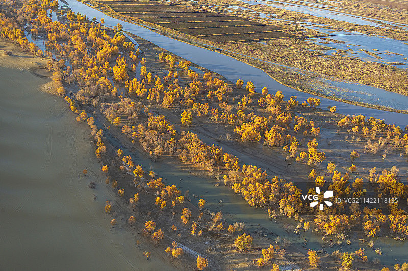 湿地胡杨——新疆  巴音郭楞盟  尉犁县图片素材