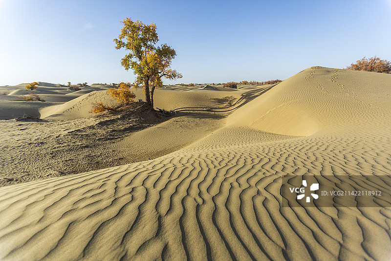 沙漠中孤傲的胡杨树——新疆  库车县图片素材