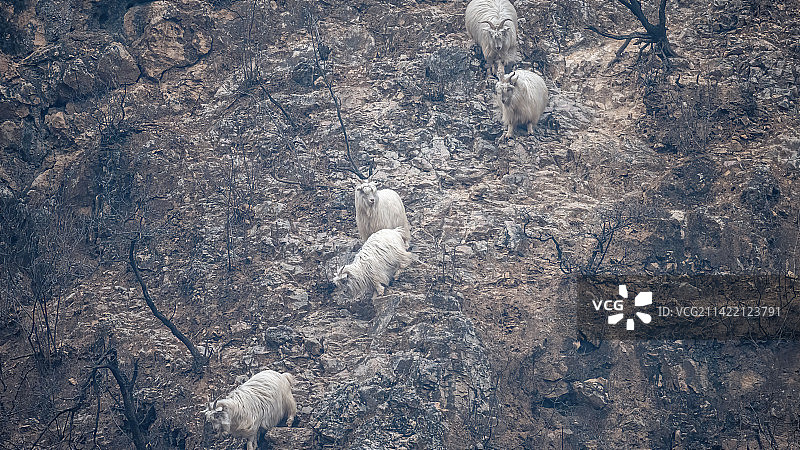 山间牧羊图片素材