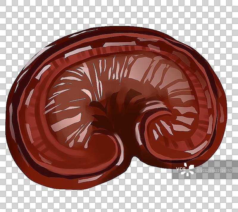 植物草本草药中药材灵芝元素插画图片素材